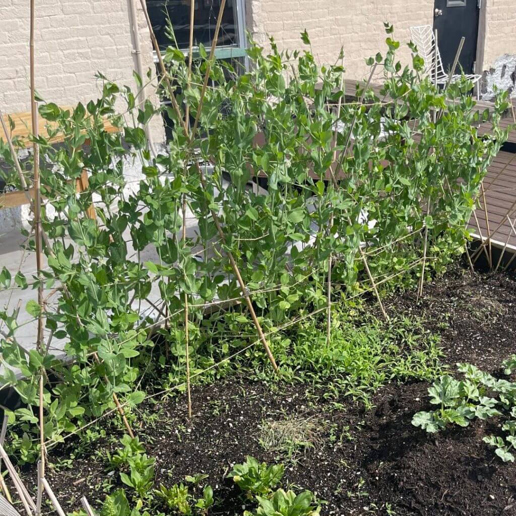 Rooftop garden bin with tomato plants in Gowanus, Brooklyn, New York City.