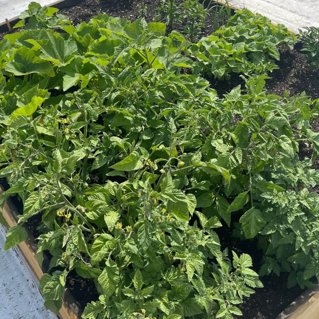 Various fruits and vegetables being grown on a rooftop garden in Gowanus, Brooklyn, New York City.