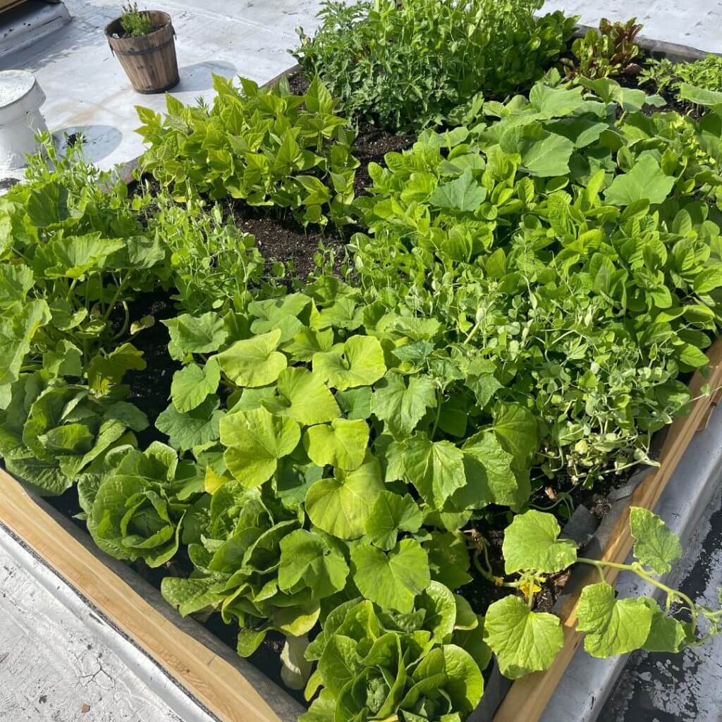 Various fruits and vegetables being grown on a rooftop garden in Gowanus, Brooklyn, New York City.